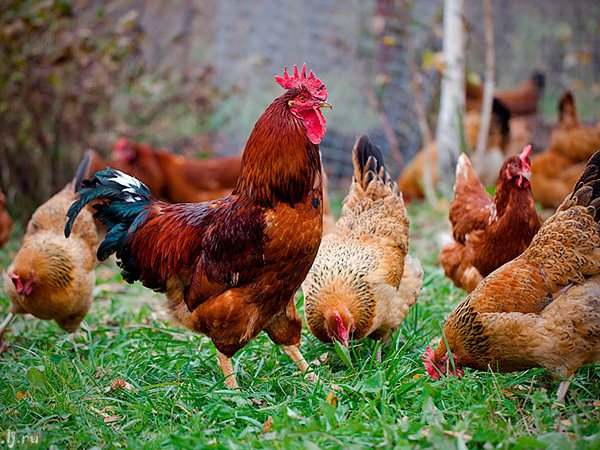 Породы куриц | ЗооТом - продажа, вязка и услуги для животных в Новом Уренгое