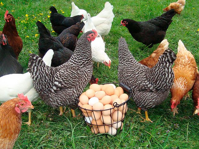 Содержание кур и уход за ними | ЗооТом - продажа, вязка и услуги для животных в Новом Уренгое