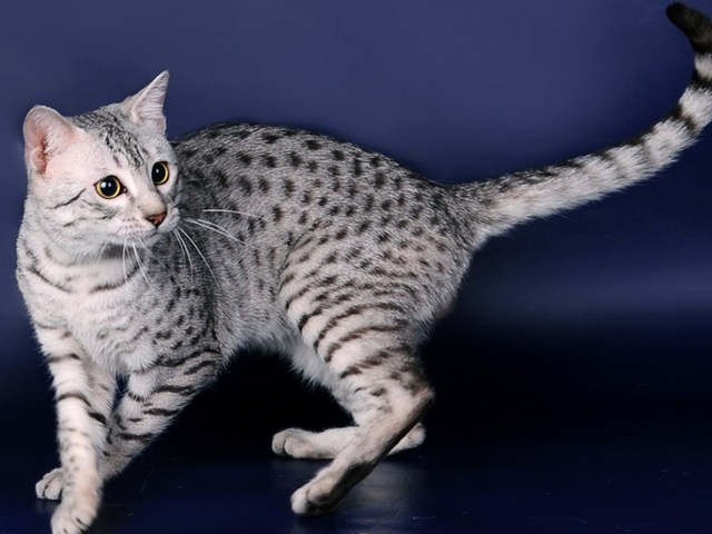 Породы кошек в Новом Уренгое | ЗооТом портал о животных