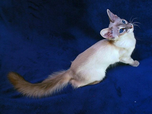 Выведенные породы кошек в Новом Уренгое | ЗооТом портал о животных