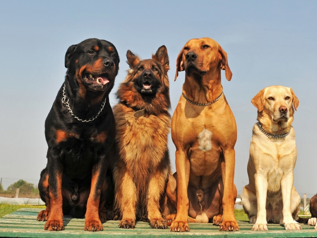 Крупные породы собак в Новом Уренгое | ЗооТом портал о животных