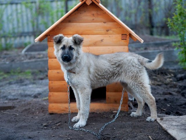 Все о собаках в Новом Уренгое Все о собаках в Новом Уренгое